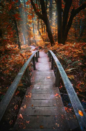 Enchanting Autumn Trail Wallpaper