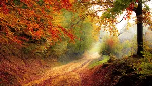 Enchanting Autumn Trail Wallpaper