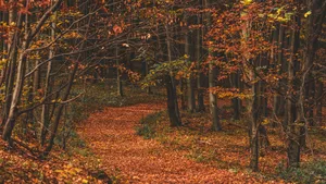 Enchanting Autumn Trail In The Forest Wallpaper
