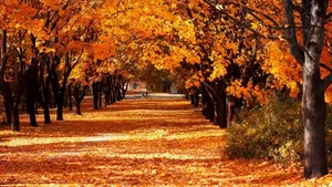 Enchanting Autumn Trail In The Forest Wallpaper
