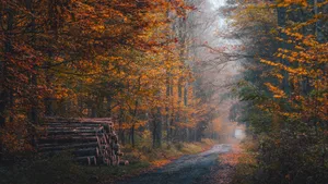 Enchanting Autumn Trail In The Forest Wallpaper