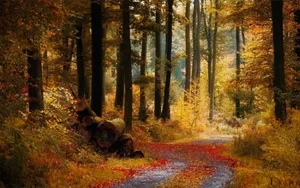 Enchanting Autumn Trail In The Forest Wallpaper