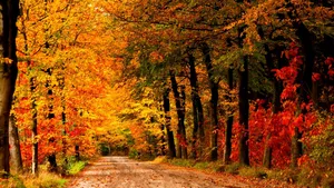 Enchanting Autumn Trail In The Forest Wallpaper