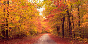 Enchanting Autumnal Equinox Scenery Wallpaper