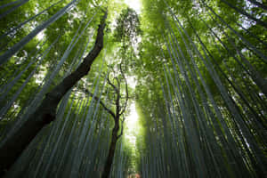 Enchanting Bamboo Forest Canopy.jpg Wallpaper