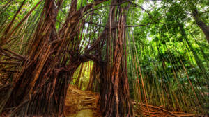 Enchanting Bamboo Hd Wallpaper