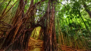 Enchanting Bamboo Hd Wallpaper