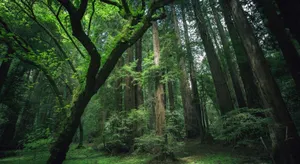 Enchanting Beauty Of The Forest Wallpaper