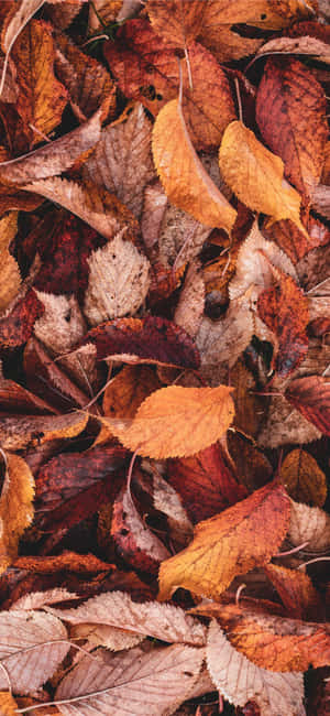 Enchanting Brown Autumn Forest Path Wallpaper