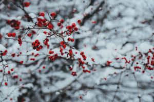 Enchanting Christmas Scene With Snow Softly Blanketing The Town Square Wallpaper