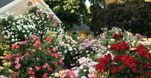 Enchanting Cottage Garden Pathway Wallpaper