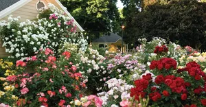 Enchanting Cottage Garden Pathway Wallpaper