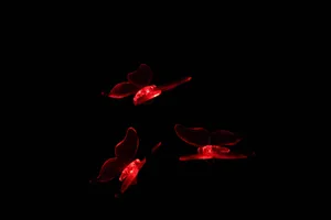 Enchanting Dark Butterfly On A Delicate Branch Wallpaper