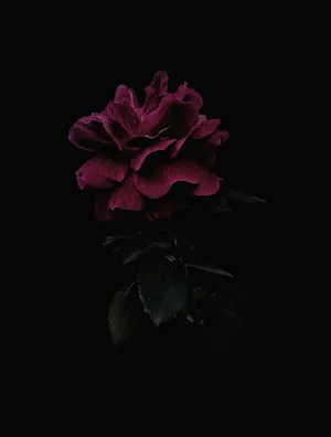 Enchanting Dark Flower At Twilight Wallpaper