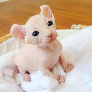 Enchanting Elf Cat In A Magical Forest Wallpaper