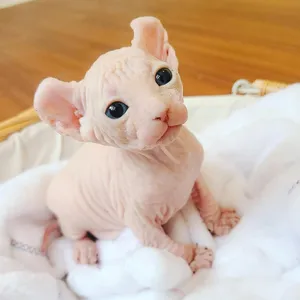 Enchanting Elf Cat In A Magical Forest Wallpaper