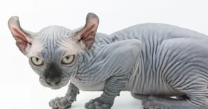 Enchanting Elf Cat Lounging In A Magical Forest Wallpaper