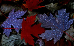 Enchanting Fall Dew On Vibrant Leaves Wallpaper