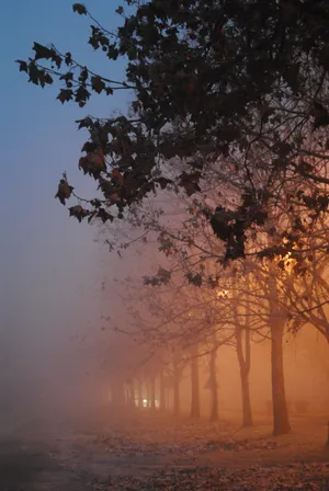 Enchanting Fall Fog In A Forest Wallpaper