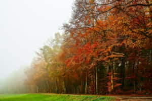 Enchanting Fall Fog In A Forest Landscape Wallpaper