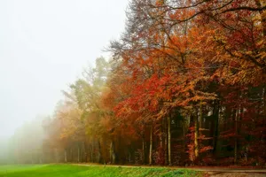 Enchanting Fall Fog In A Forest Landscape Wallpaper