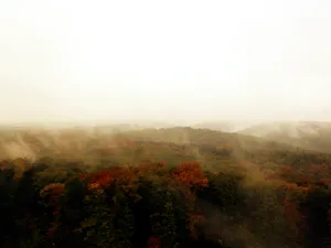 Enchanting Fall Fog In A Forest Wallpaper