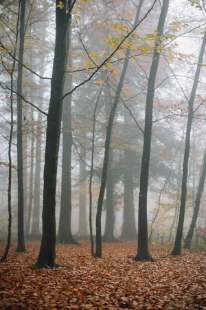 Enchanting Fall Fog In Mystical Forest Wallpaper