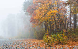 Enchanting Fall Fog In The Forest Wallpaper