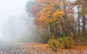 Enchanting Fall Fog In The Forest Wallpaper