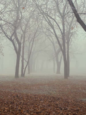 Enchanting Fall Fog In The Forest Wallpaper