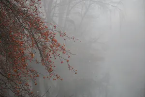 Enchanting Fall Fog In The Forest Wallpaper