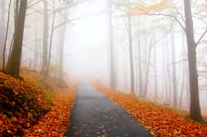 Enchanting Fall Fog In The Forest Wallpaper