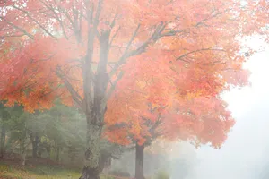 Enchanting Fall Fog In The Forest Wallpaper