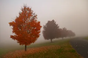 Enchanting Fall Fog In The Forest Wallpaper