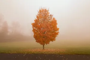 Enchanting Fall Fog In The Forest Wallpaper
