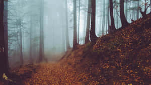Enchanting Fall Fog Over A Forest Wallpaper