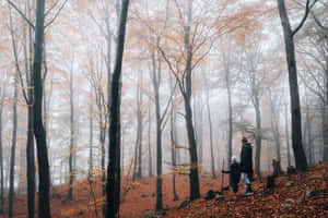 Enchanting Fall Fog Over A Scenic Pathway Wallpaper