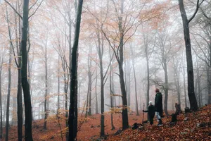 Enchanting Fall Fog Over A Scenic Pathway Wallpaper