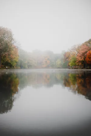 Enchanting Fall Fog Over The Forest Wallpaper