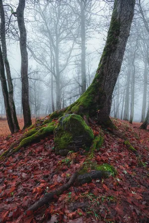 Enchanting Fall Fog Scene In The Forest Wallpaper