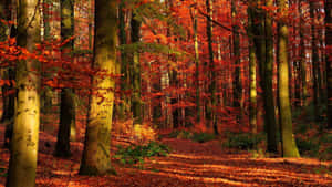 Enchanting Fall Forest In Full Color Wallpaper