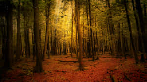 Enchanting Fall Forest Path Wallpaper