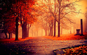 Enchanting Fall Forest Path Wallpaper