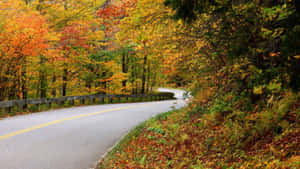 Enchanting Fall Forest Pathway Wallpaper