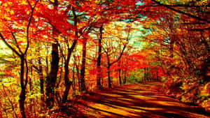 Enchanting Fall Forest With Vibrant Colors And Sunlight Streaming Through Trees Wallpaper