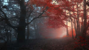 Enchanting Fall Mist In A Serene Forest Wallpaper