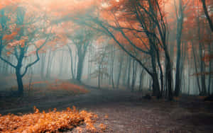 Enchanting Fall Mist In A Serene Forest Wallpaper