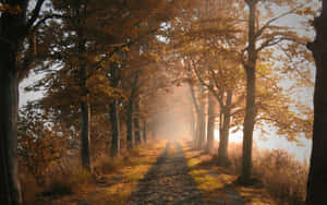 Enchanting Fall Mist In A Tranquil Forest Wallpaper