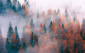 Enchanting Fall Mist In The Forest Wallpaper