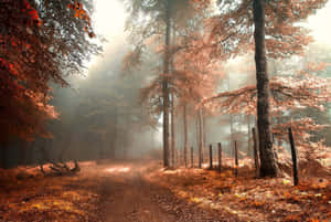 Enchanting Fall Mist In The Lush Forest Wallpaper